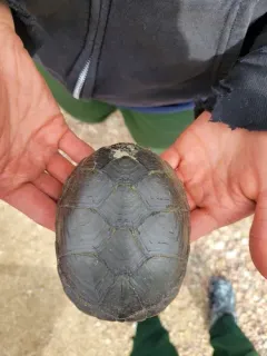 Yellow Mud Turtle thumbnail 3