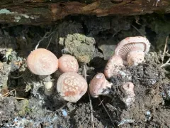 Cleistocybe vernalis thumbnail 1