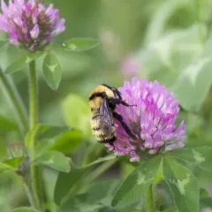 Golden Northern Bumble Bee thumbnail 4