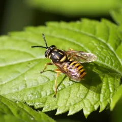 Long-horned Yellowjacket Fly thumbnail 3