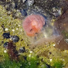 Neoturris breviconis thumbnail 3