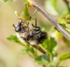Bare-cheeked Bumble Fly thumbnail 3