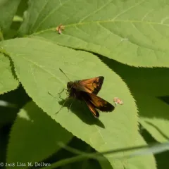 Hobomok Skipper thumbnail 4