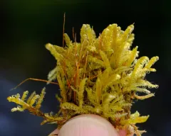 Sickle-leaved Hook-moss thumbnail 3