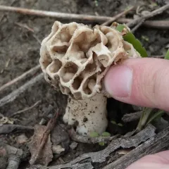 American yellow morel thumbnail 5