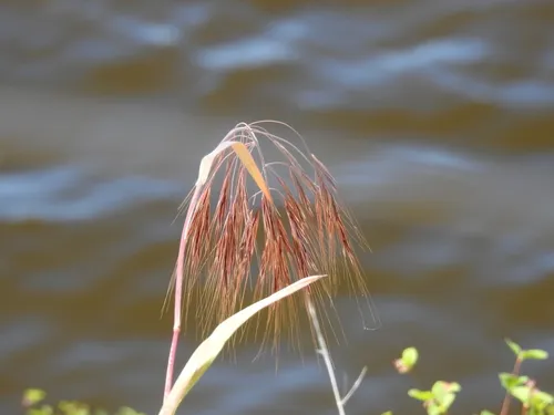 Ripgut Brome