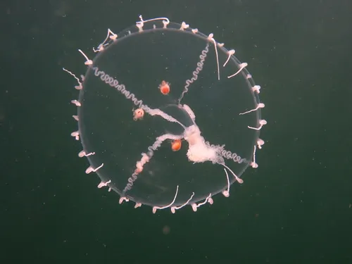 Small Fringed Jelly