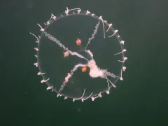 Small Fringed Jelly thumbnail 1