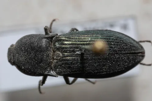 Sapphire-winged Click Beetle