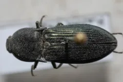 Sapphire-winged Click Beetle thumbnail 1