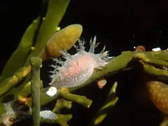 Robust frond-aeolis thumbnail 2