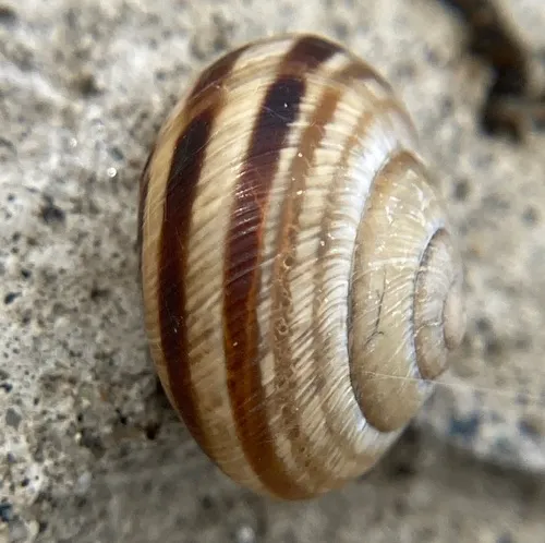 Vineyard Snail