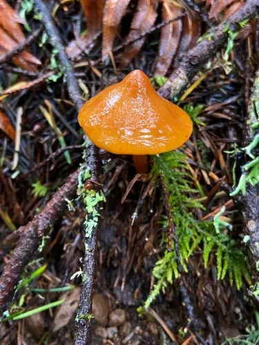Phaeocollybia pleurocystidiata