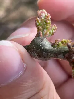 Zapatella quercusmedullae thumbnail 1