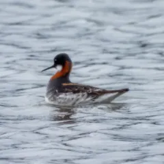 Red-necked Phalarope thumbnail 3