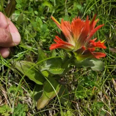 littoral paintbrush thumbnail 3