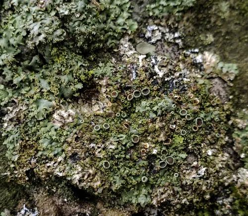 Powder-tipped Shadow Lichen