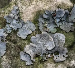 Muhlenberg's stippleback lichen thumbnail 1