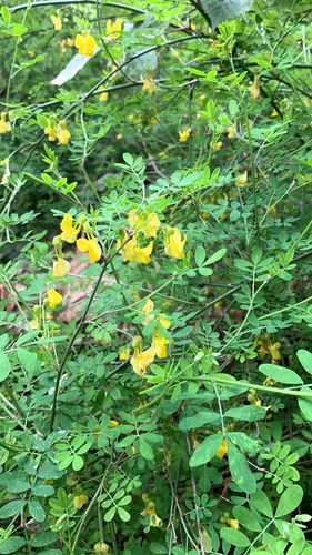 Scorpion Senna