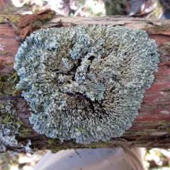 Tree Flute Lichen thumbnail 3
