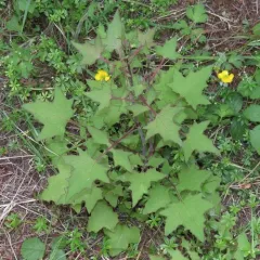 Wall Lettuce thumbnail 5