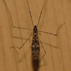 Sixspot Cranefly thumbnail 4