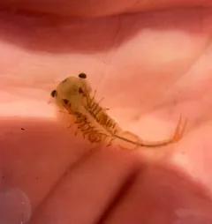 Ornate Fairy Shrimp thumbnail 2