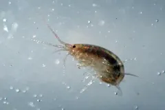 Coastal Swamp Amphipod thumbnail 3