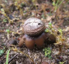 Smith's earthstar thumbnail 2