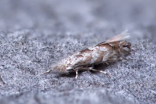 Balsam Poplar Leaf Blotch Miner