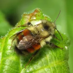 Black-tailed Bumble Bee thumbnail 3
