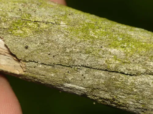 Rinodina bullata