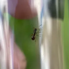 New World Black Ant thumbnail 4