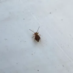 Dicyrtomina ornata thumbnail 3