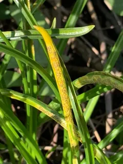 Puccinia liliacearum thumbnail 2