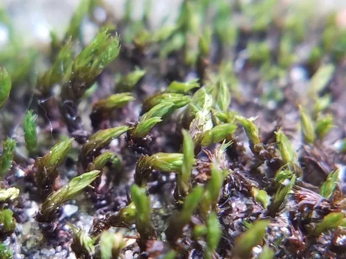 Sessile Grimmia