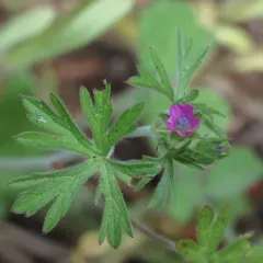 Cut-leaved crane's-bill thumbnail 4