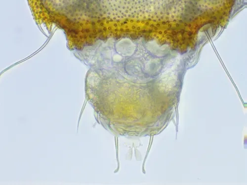 Eurypauropus spinosus