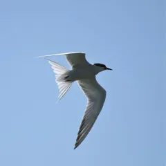 Forster's Tern thumbnail 1