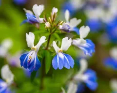spring blue-eyed Mary thumbnail 4