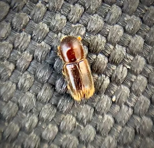 Cyclorhipidion pelliculosum