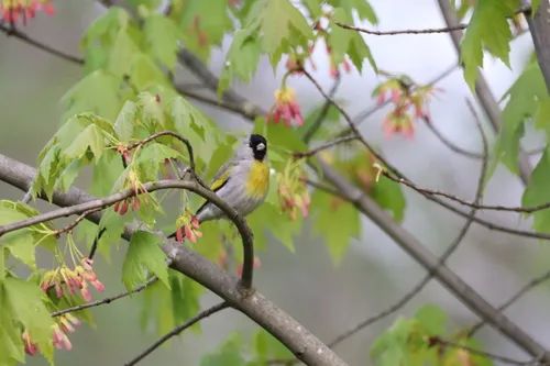 Lawrence's Goldfinch