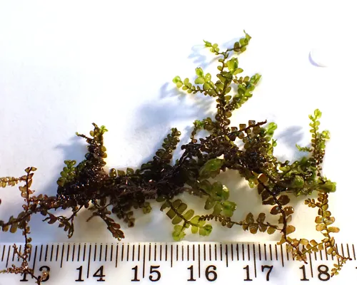 Pinnate Scalewort