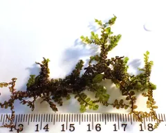Pinnate Scalewort thumbnail 1
