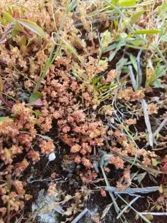 sand pygmyweed thumbnail 3