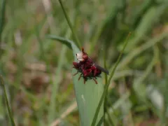 Myopa rubida thumbnail 2