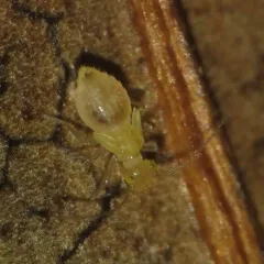 Xanthocaecilius quillayute thumbnail 1