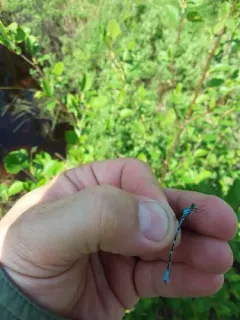 Subarctic Bluet thumbnail 1