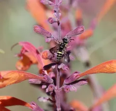 Cerceris convergens thumbnail 4