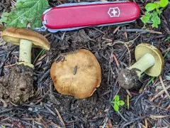 Cortinarius parkeri thumbnail 2